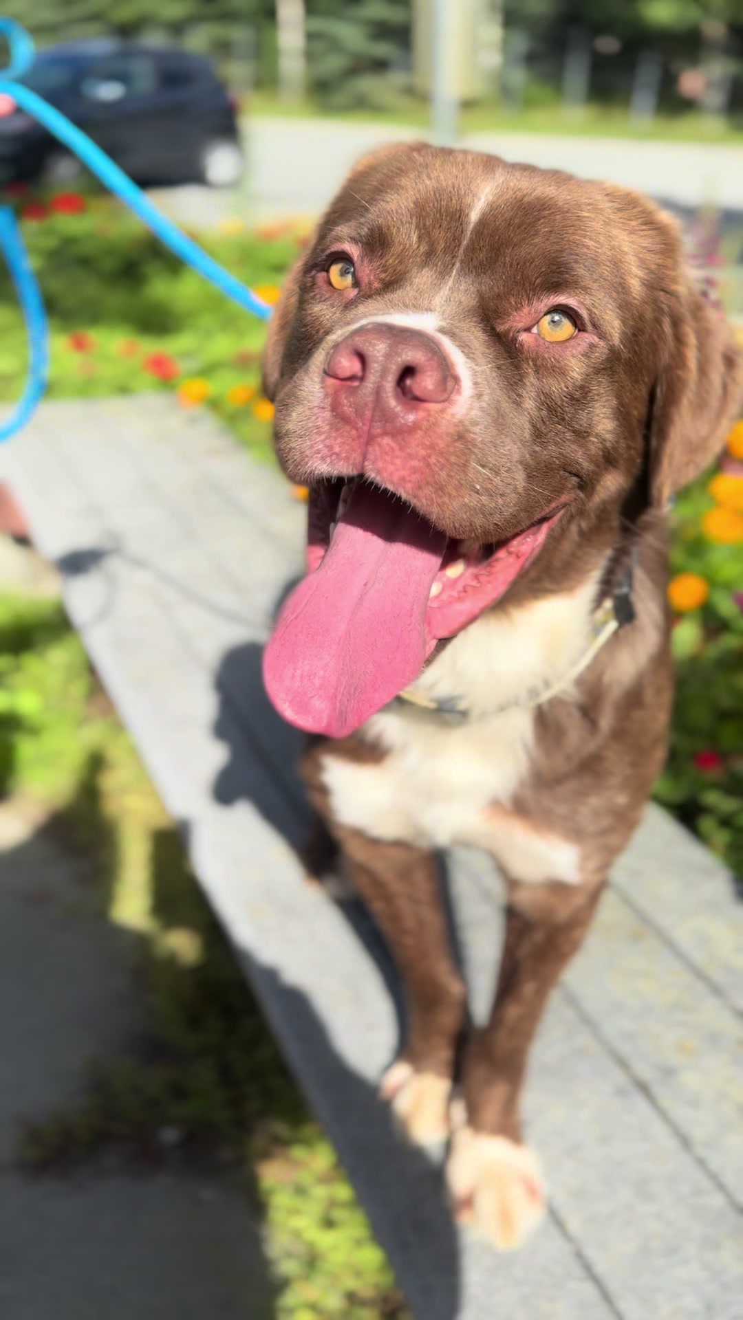 @Anchorage Animal Care Control