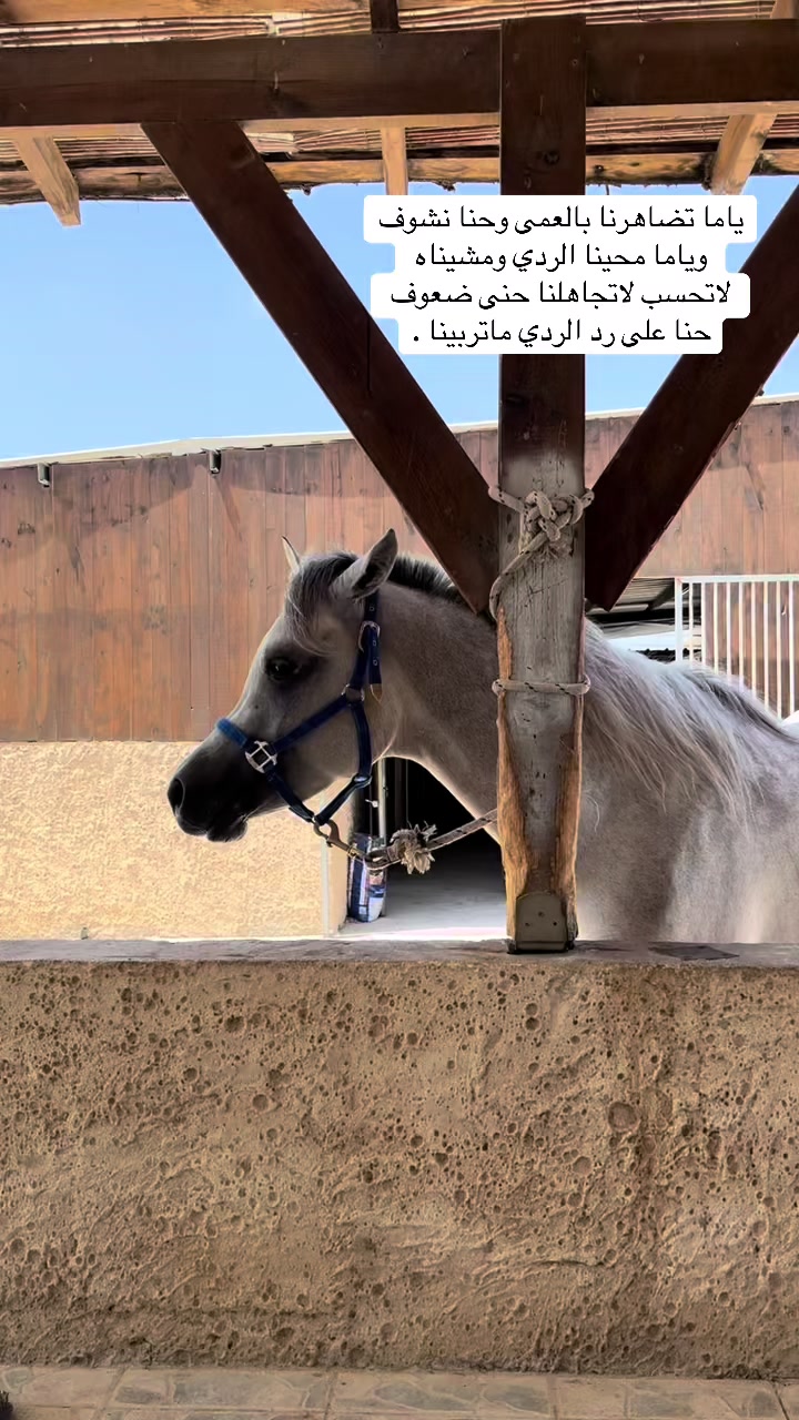 @شريف ابو مسعود