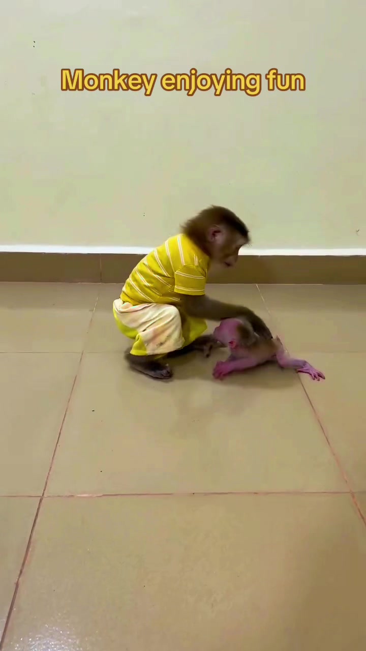 @Baby Monkey Rescue