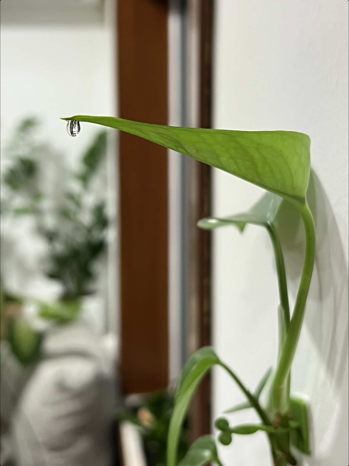 @🌱🪴 رانيا بوبكر 🪴🌱