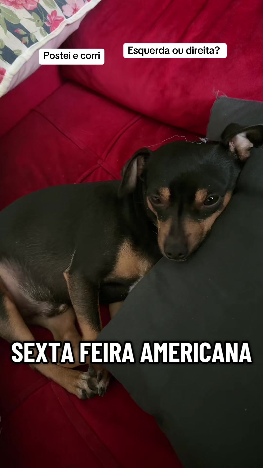 @iara silva