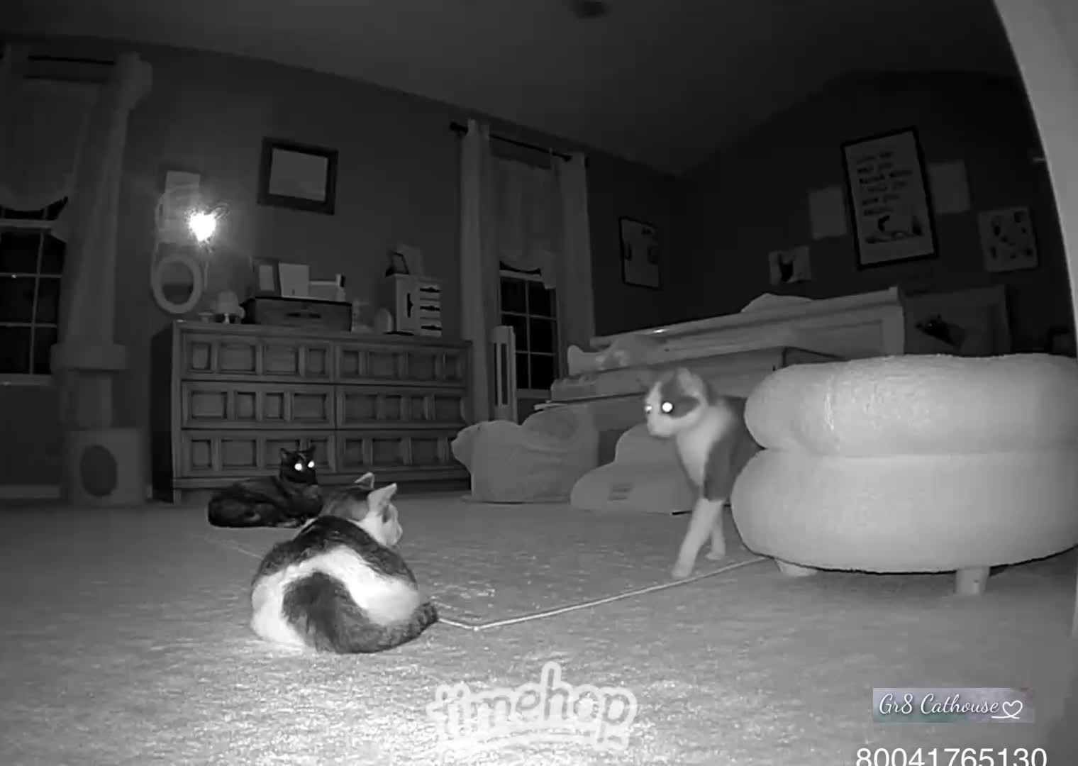 @Gr8 Cathouse