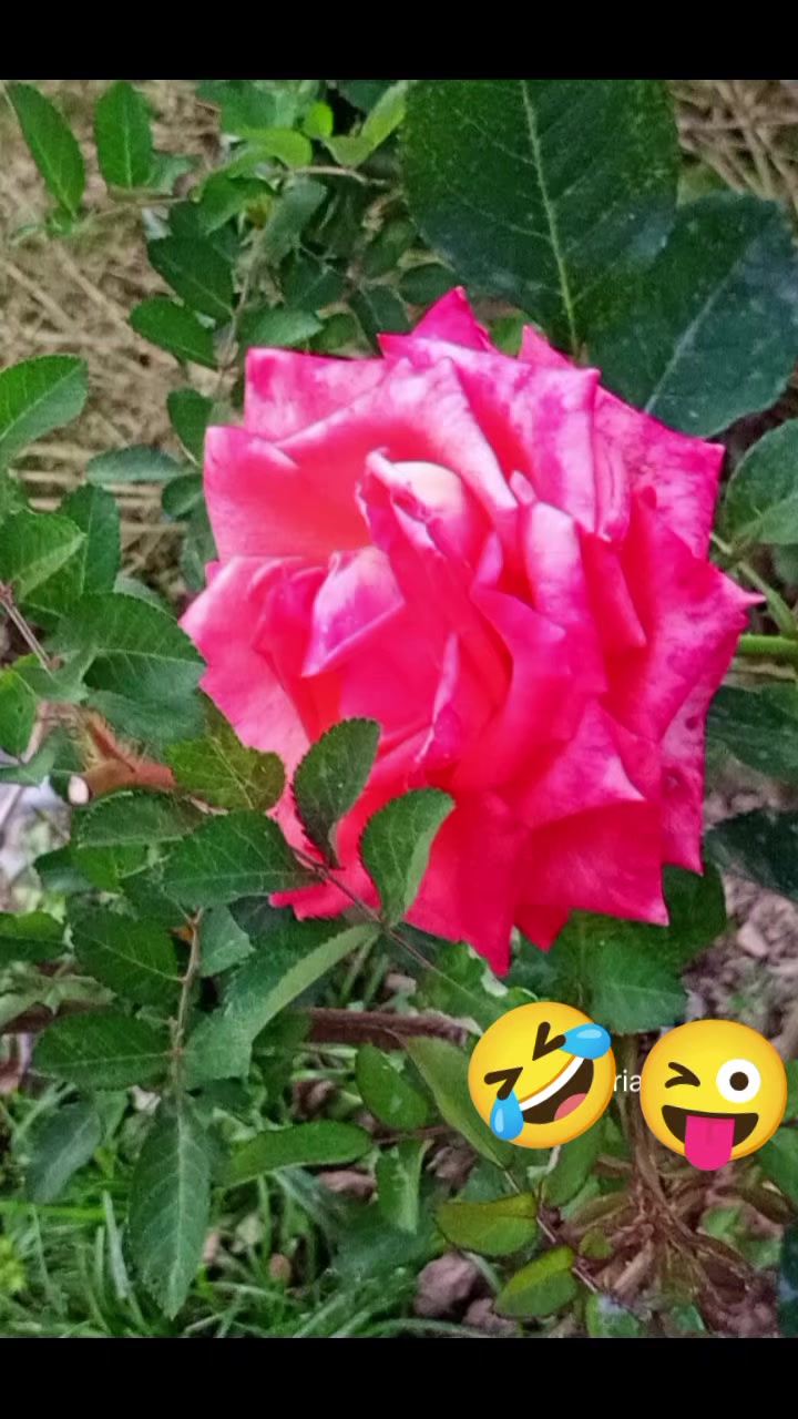 @MARIA MEDINA