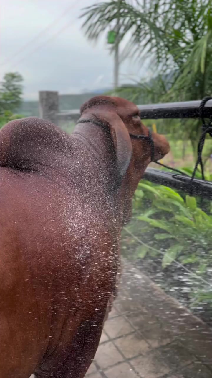 @Robin🐄🐄🤠🤠🐎🐎🇬🇹🇬🇹