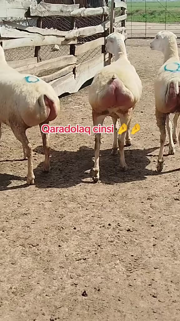 @kend_həyati_041