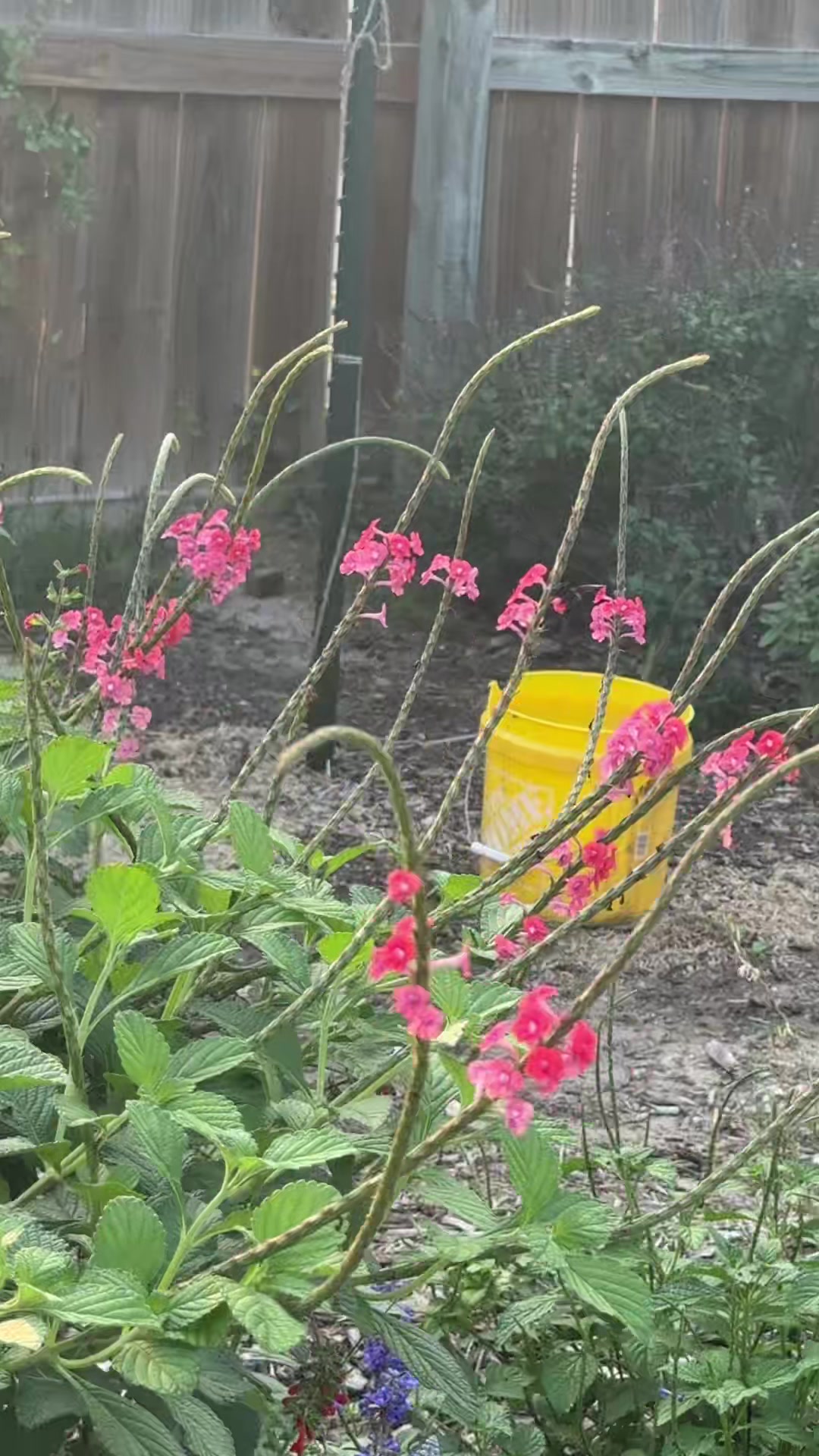 @themagicvalleygardener