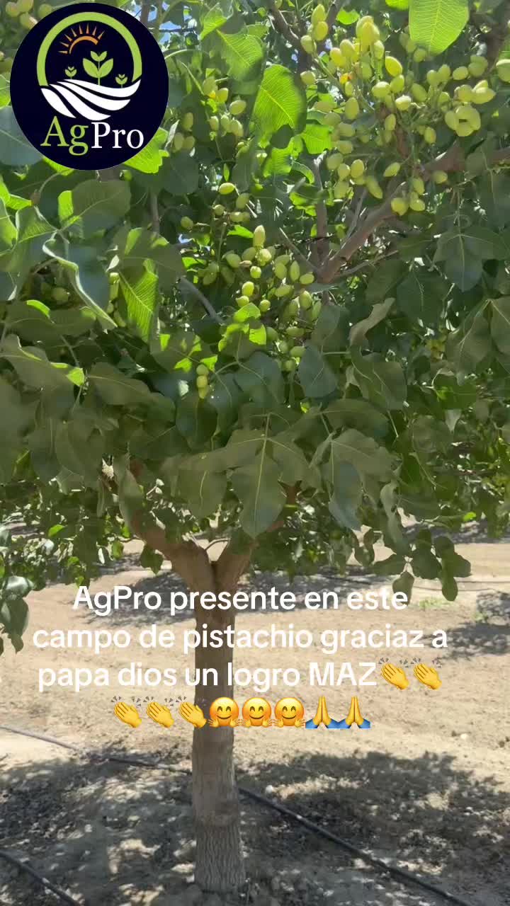 @Piedad Ayala