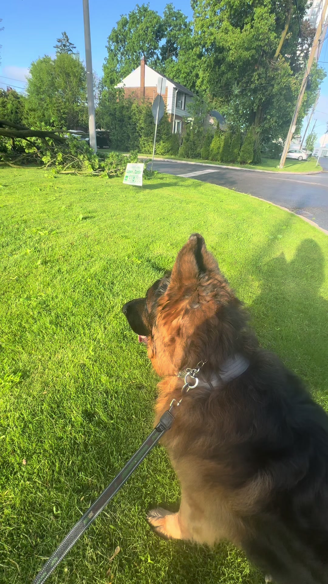 @ksdoggos