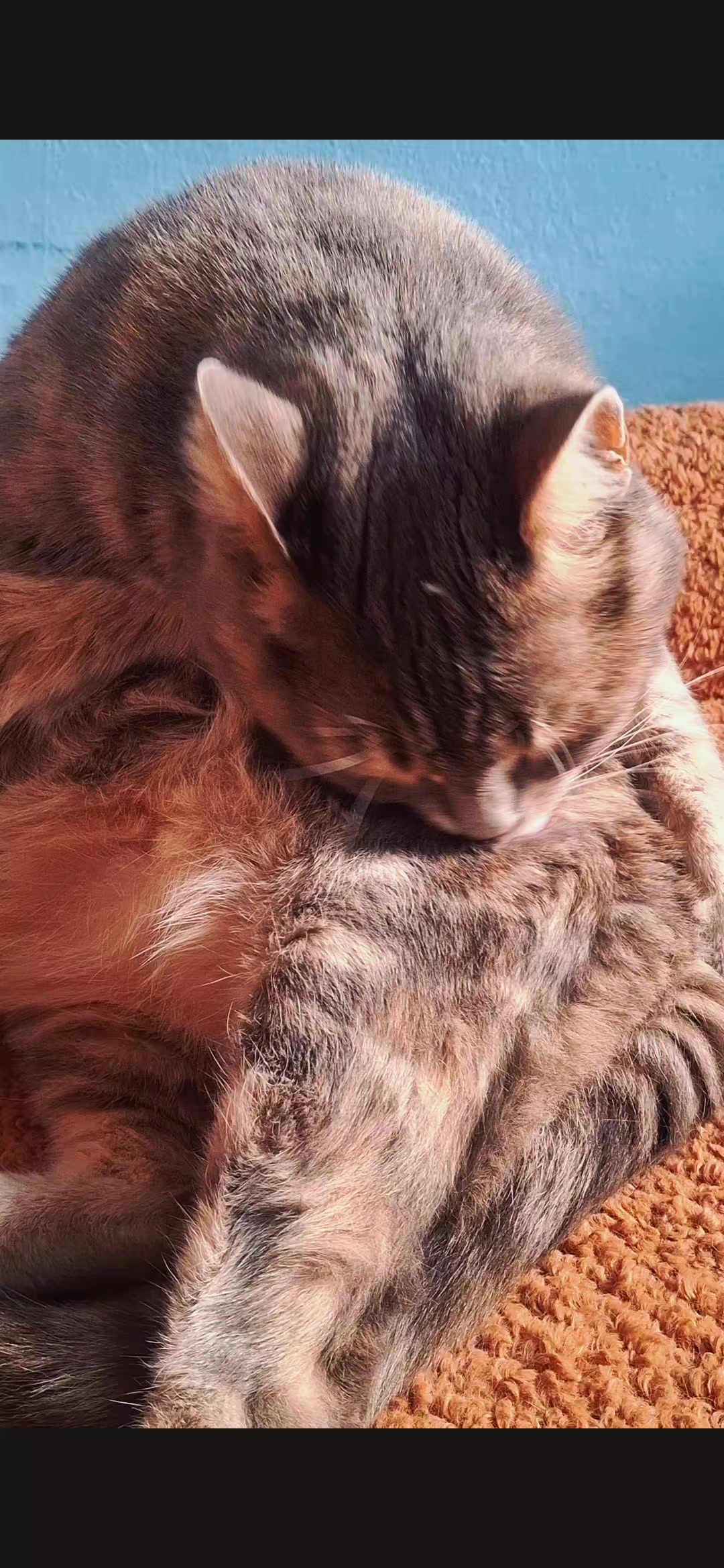 @😺Şila😻Şima😺