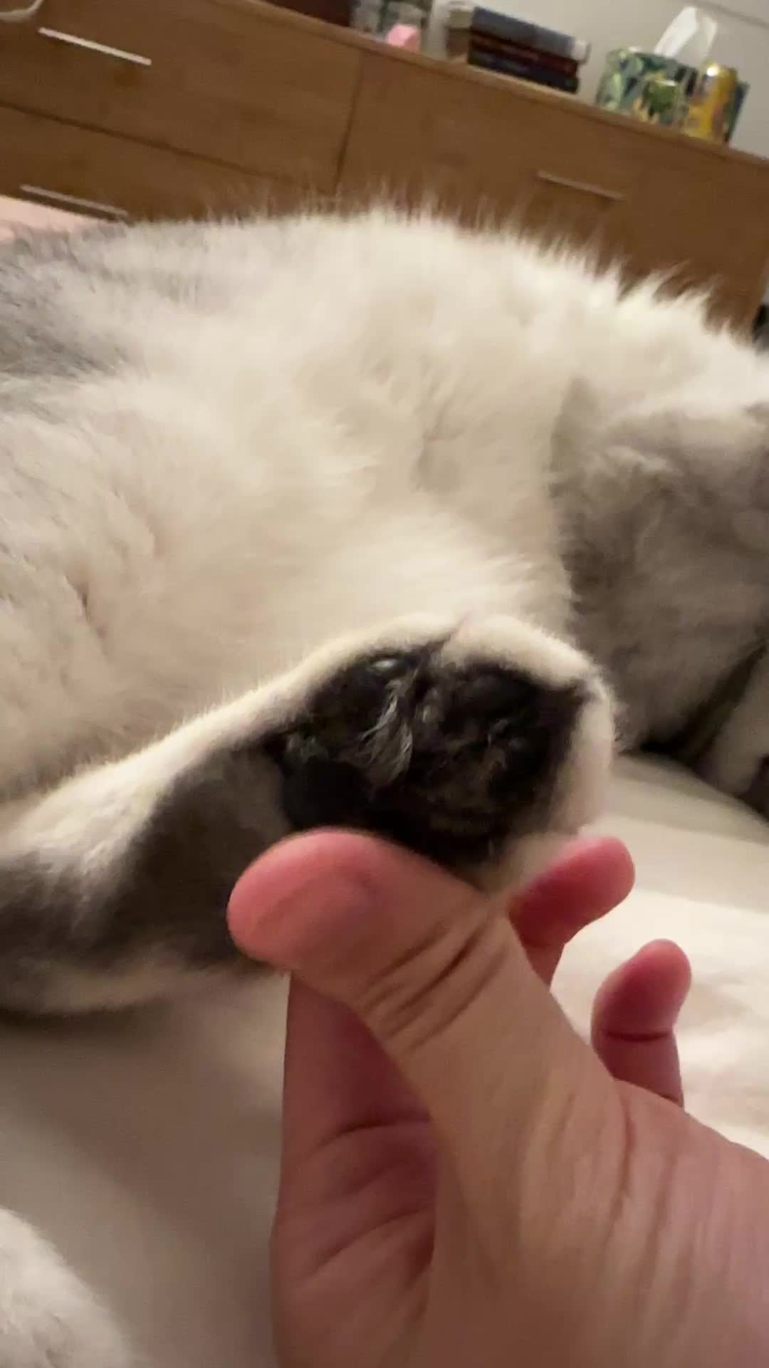 @riceballmeow88