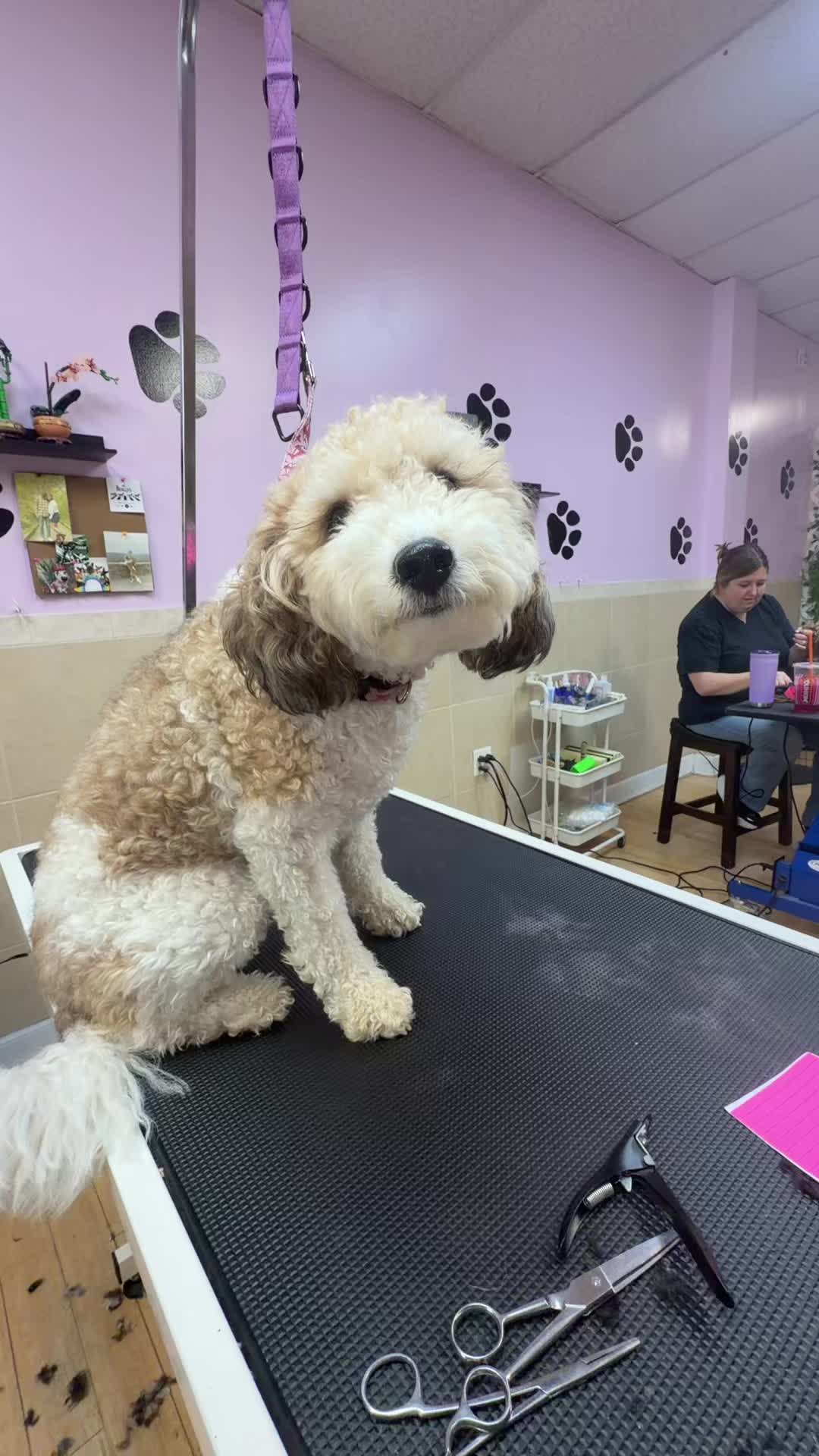 @Grooming By Tip Top