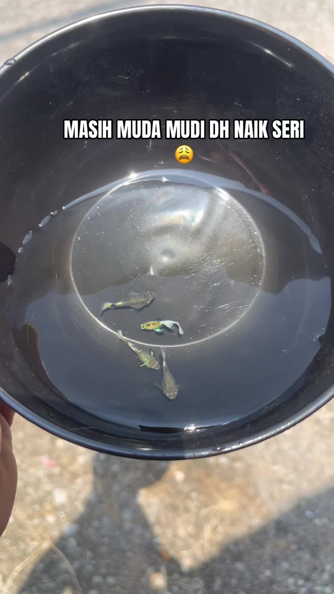 @RULL GUPPY MINI HOUSE🏘️