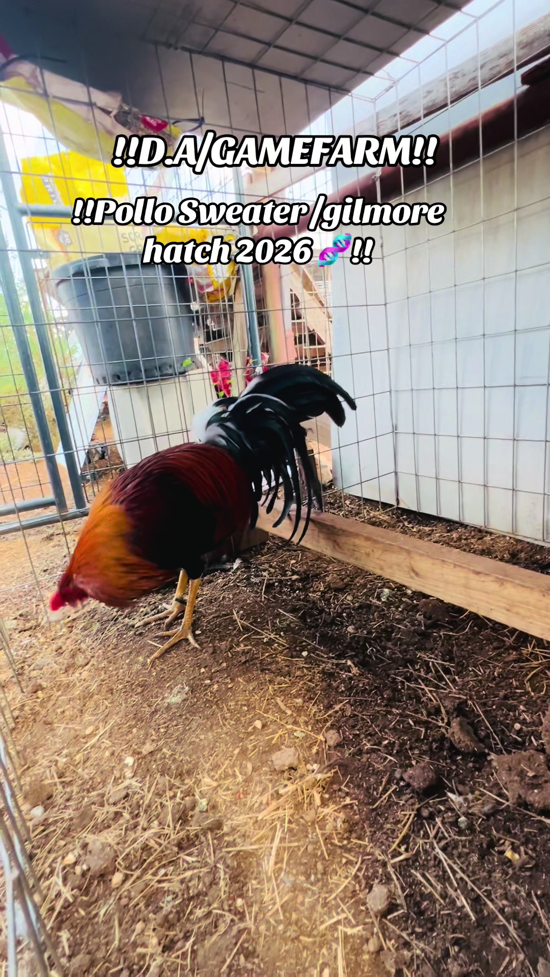 @DAgamefarm