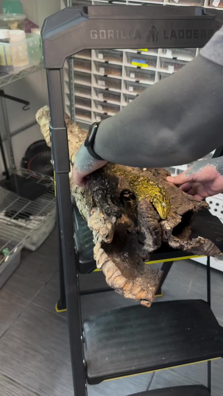 @Morph Reptiles