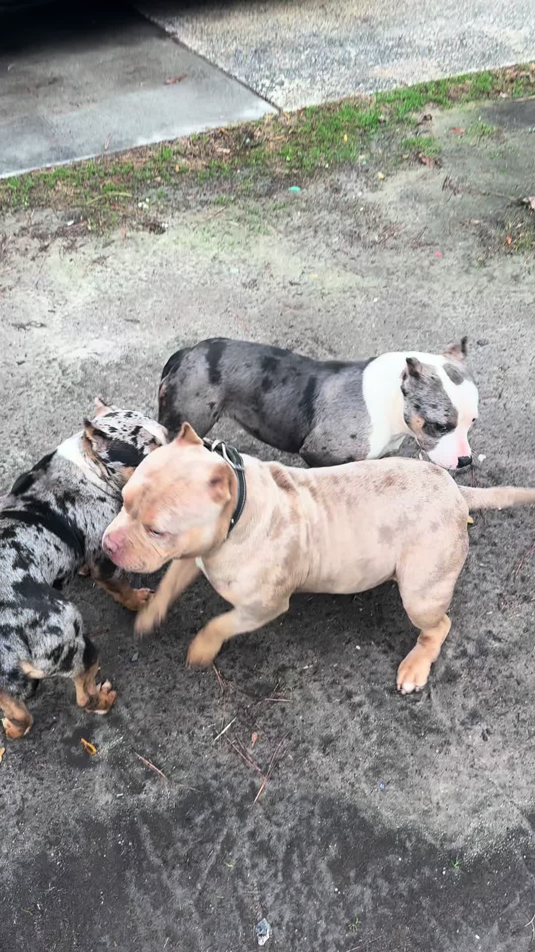 @Stay Down Kennels