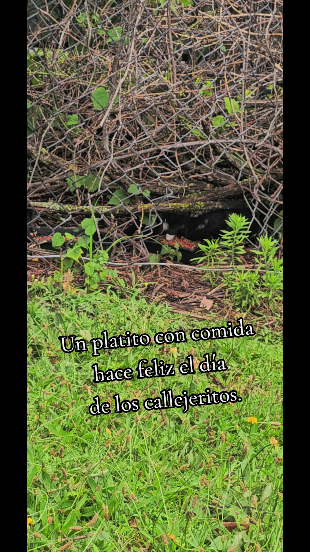 @🇲🇽Guli.Carrada 🐈⬛