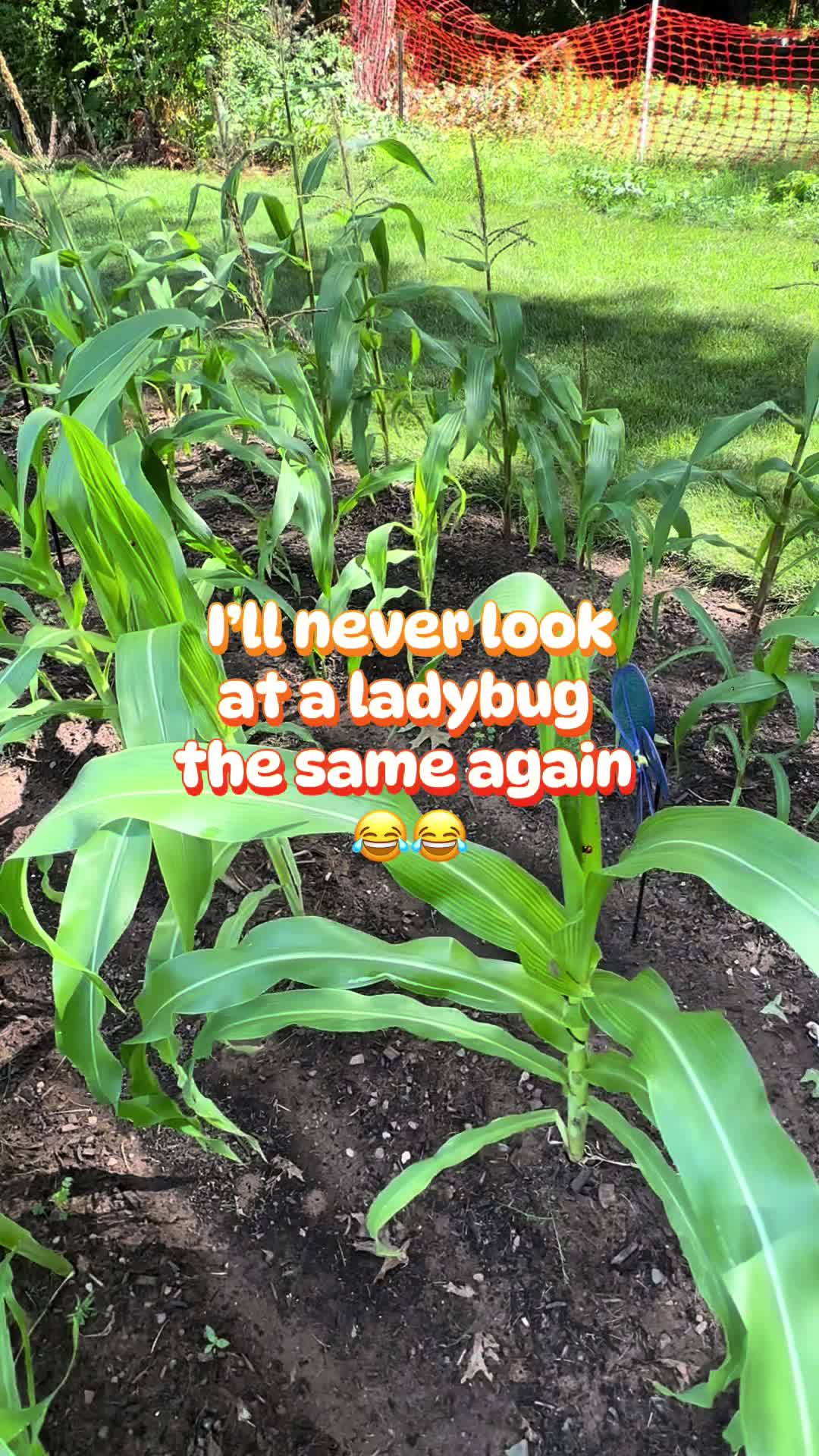 @Kim’s Happy Homestead 🌱