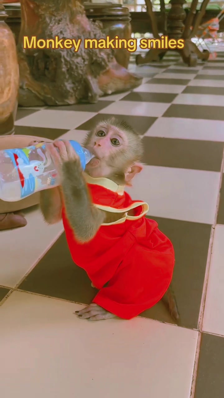 @Baby Monkey Rescue
