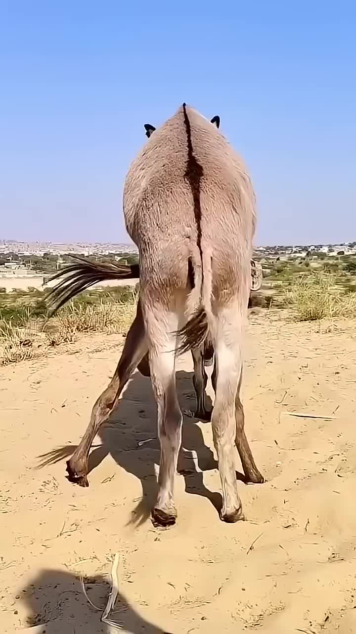 @animals053