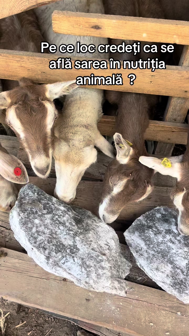 @Agroferma