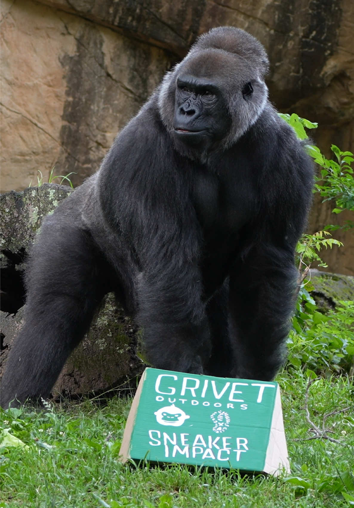 @memphiszoo