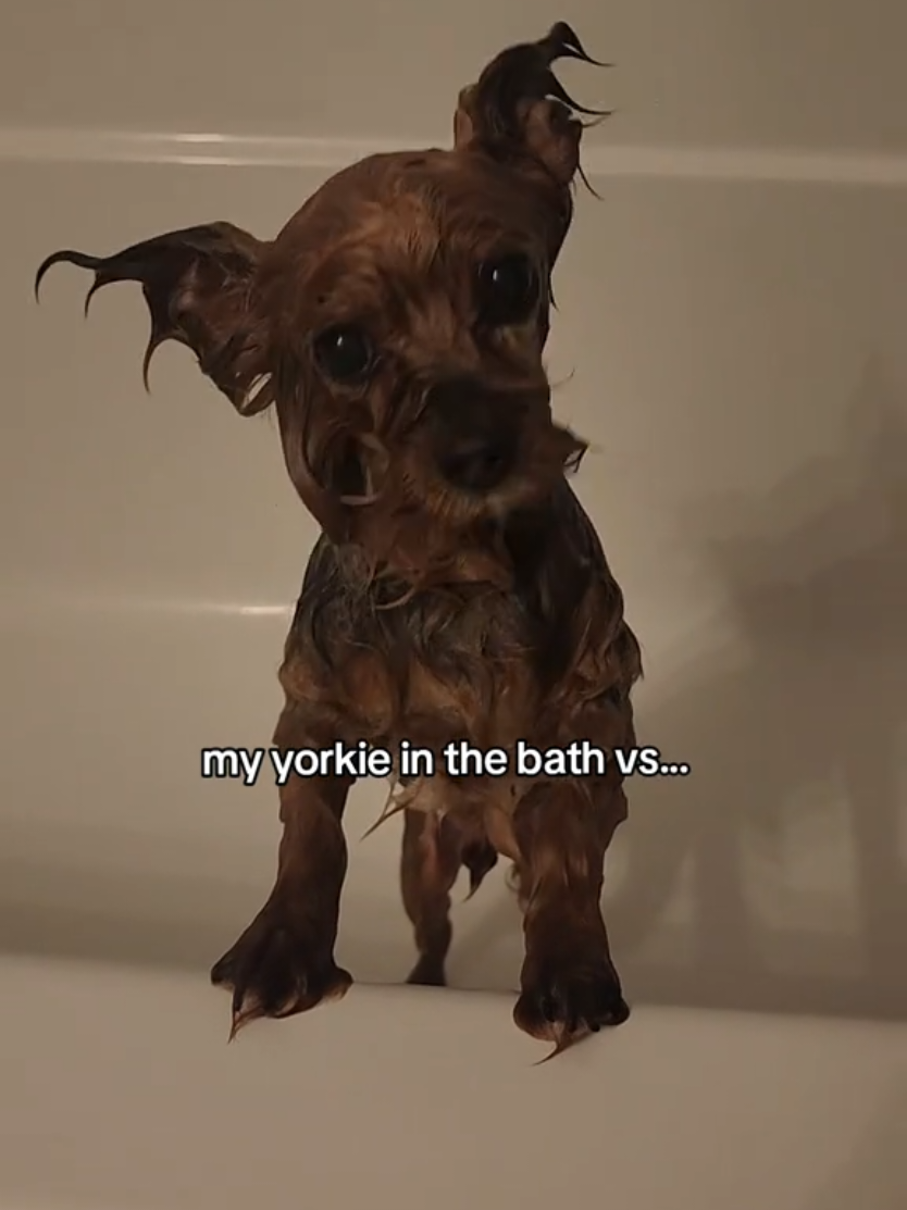 @Chase the Yorkie