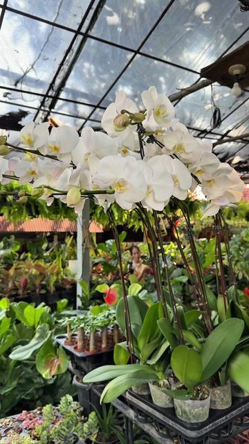 @BM-JOV GARDEN CENTER