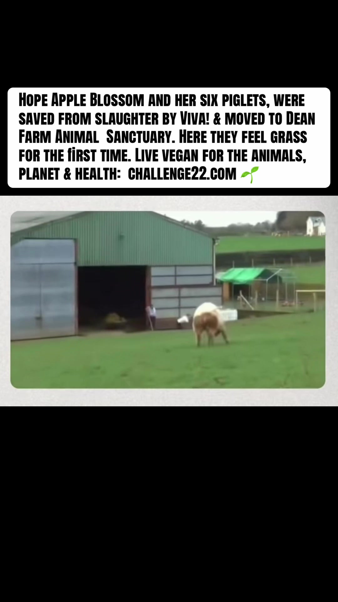 @I Love Animals 💚🌱✌️