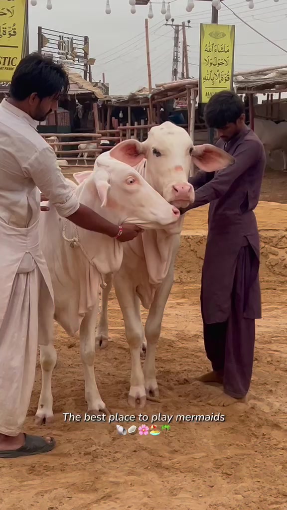 @MAJESTIC CATTLE & GOAT FARM