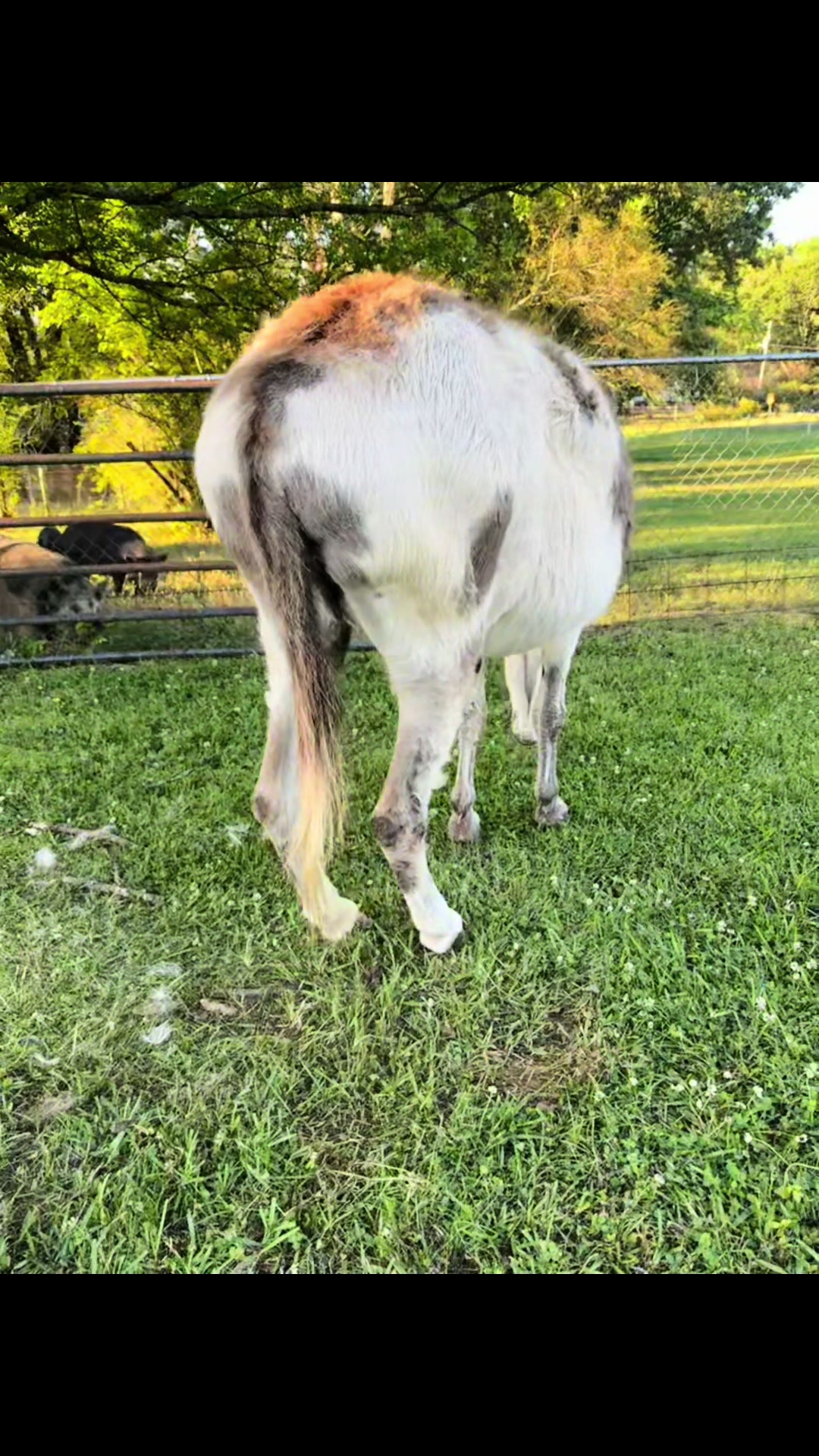 @Cedarhill Animal Sanctuary