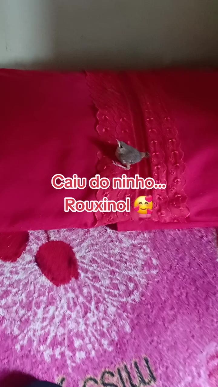 @Amante da natureza