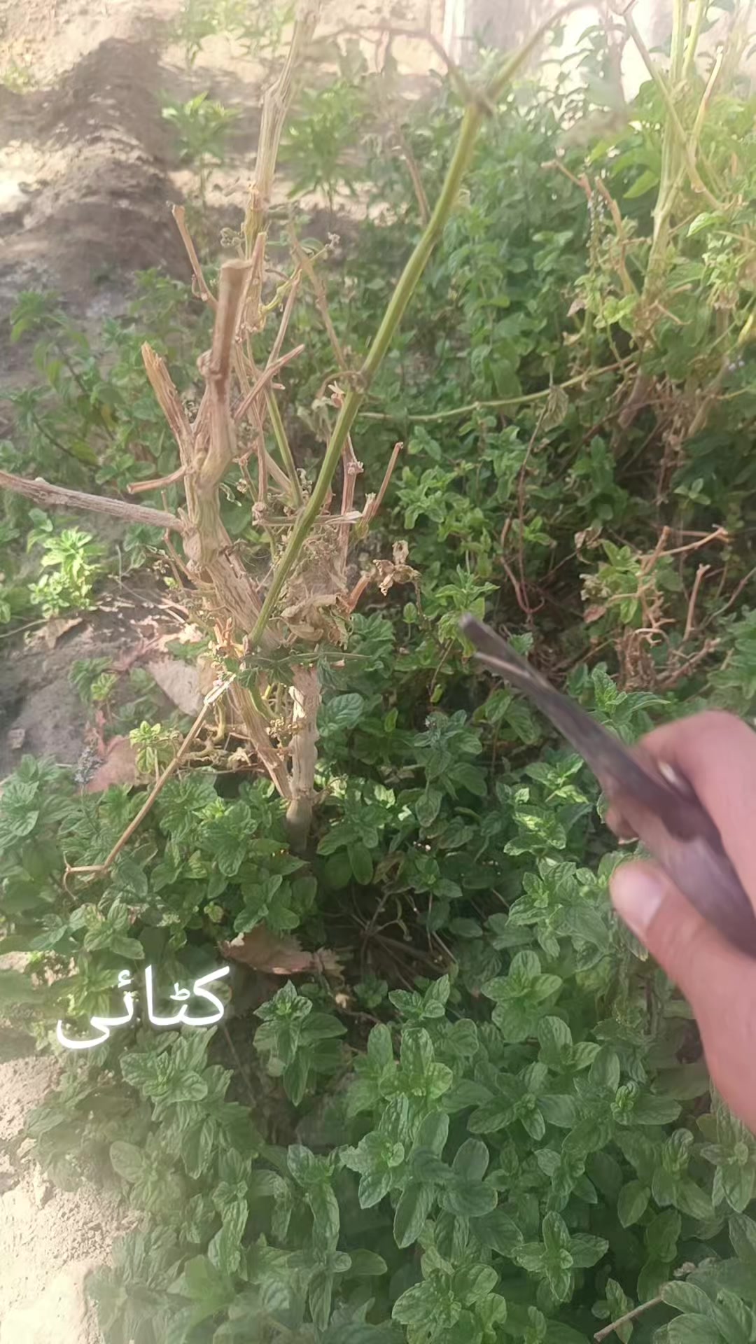 @Shafqat Khosa 333