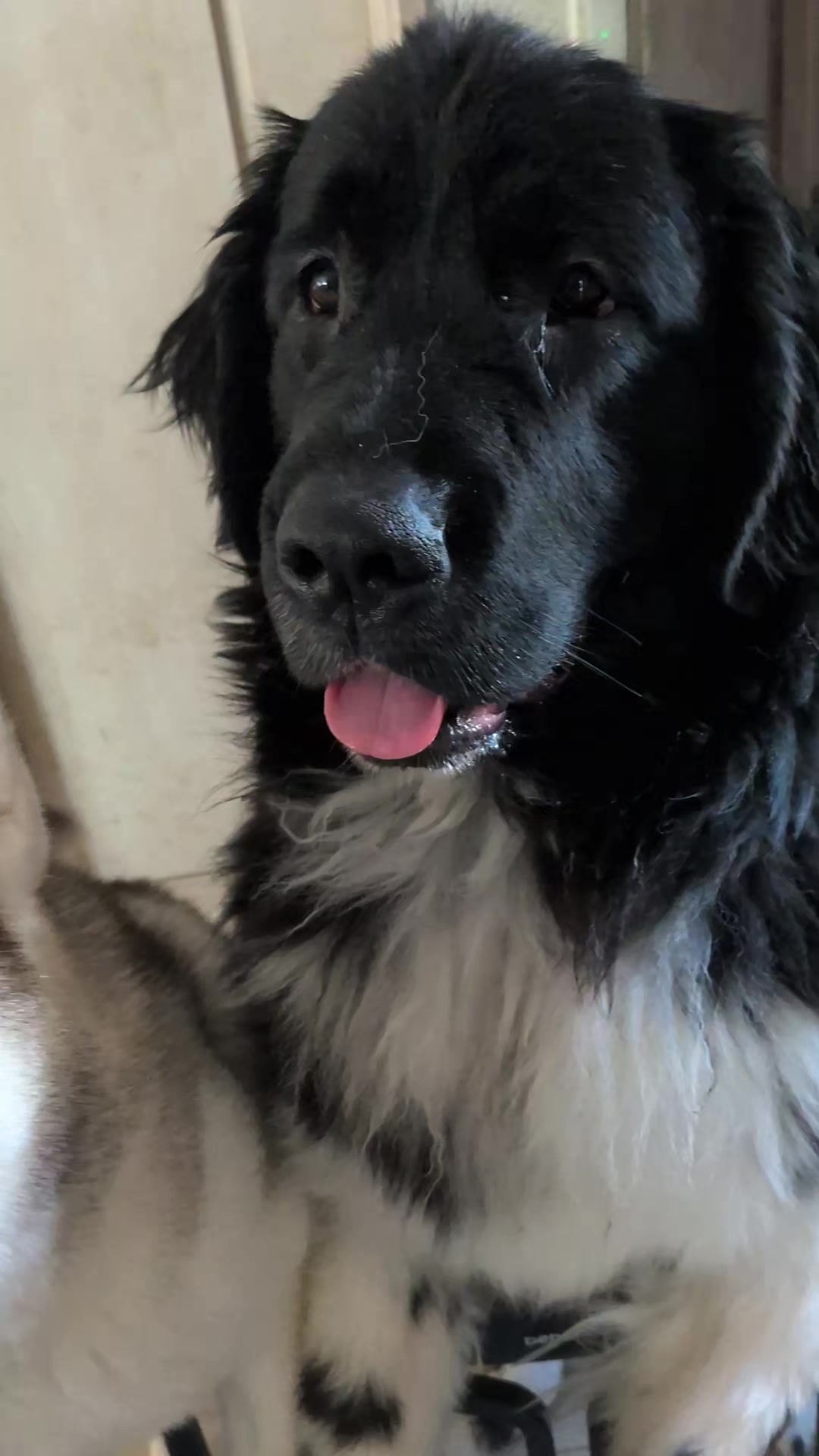@大型犬3頭&小型老犬4頭多頭飼いの生活