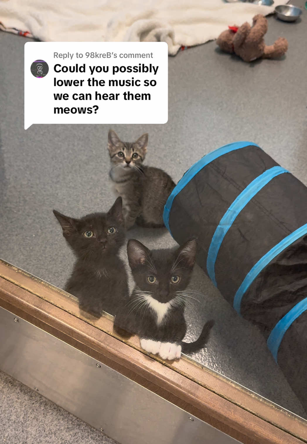 @Animal Friends Alliance
