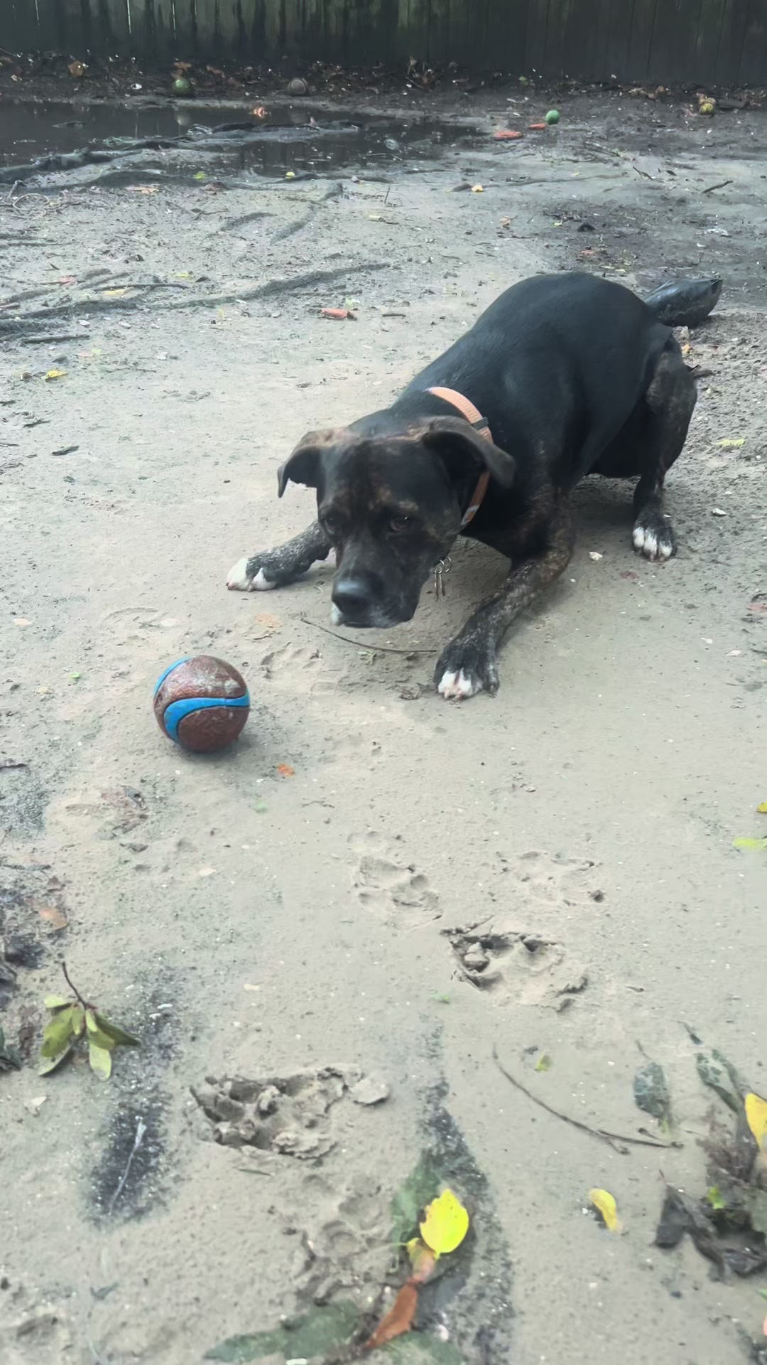 @k9stateofmindjax
