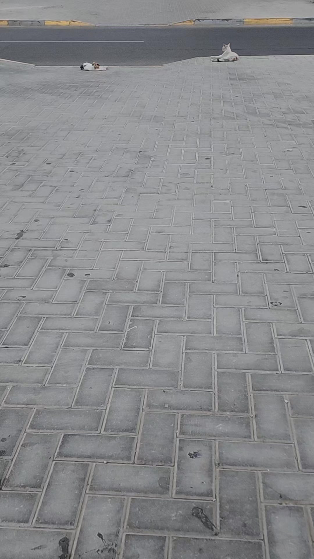 @درګی دندی ریس