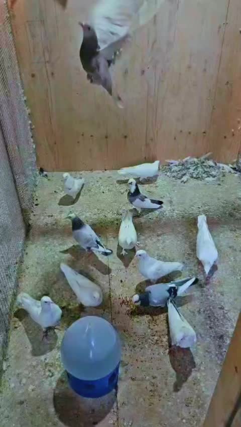 @Rana Sufi