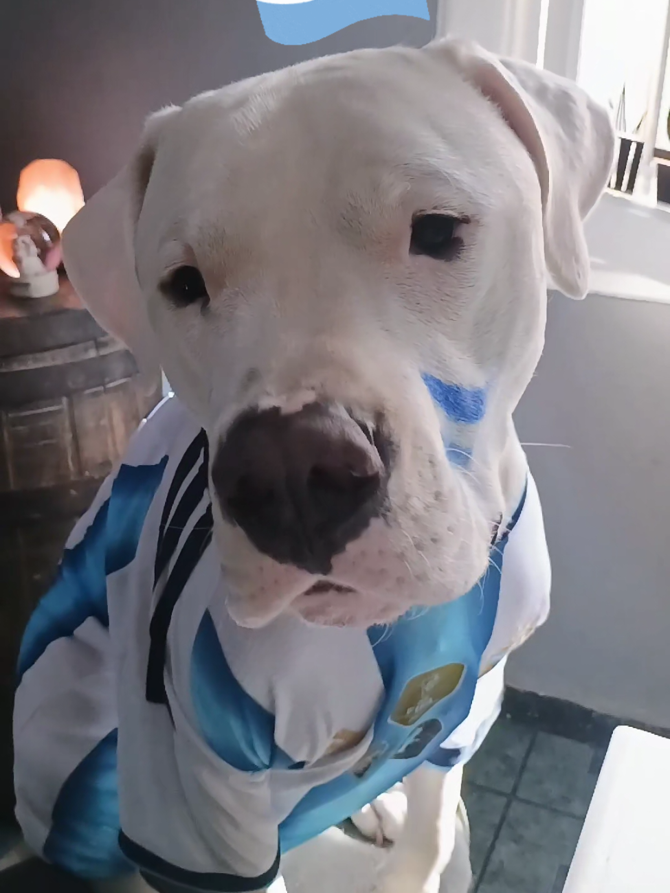 @Flor&Tango Dogo Argentino 🇦🇷