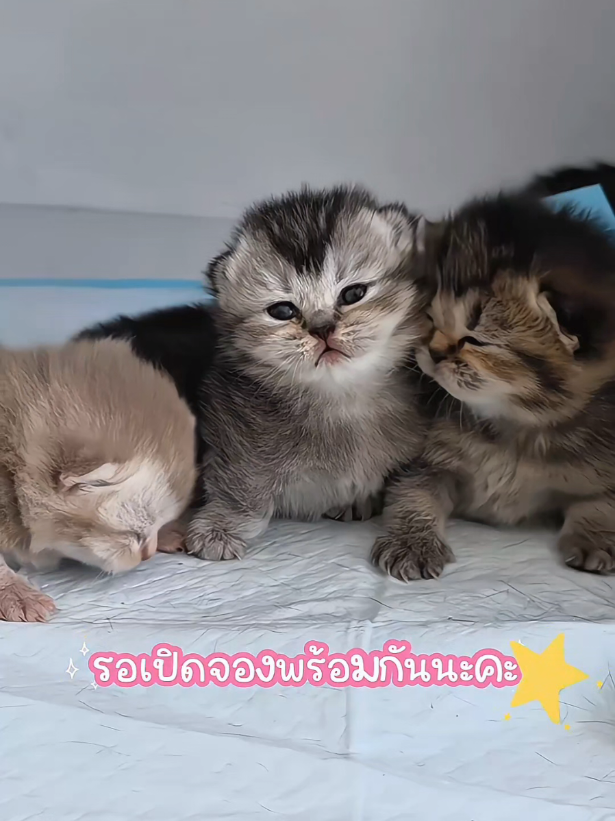 @ฟาร์มแมว ฟาร์มรัก ❤