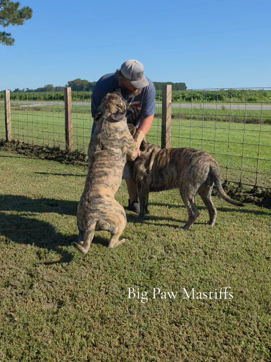 @Big Paw Mastiffs