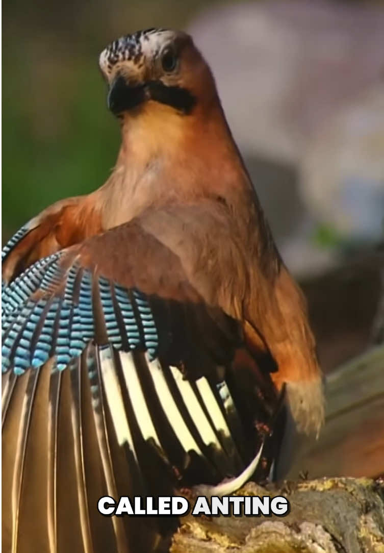@Bird Lens