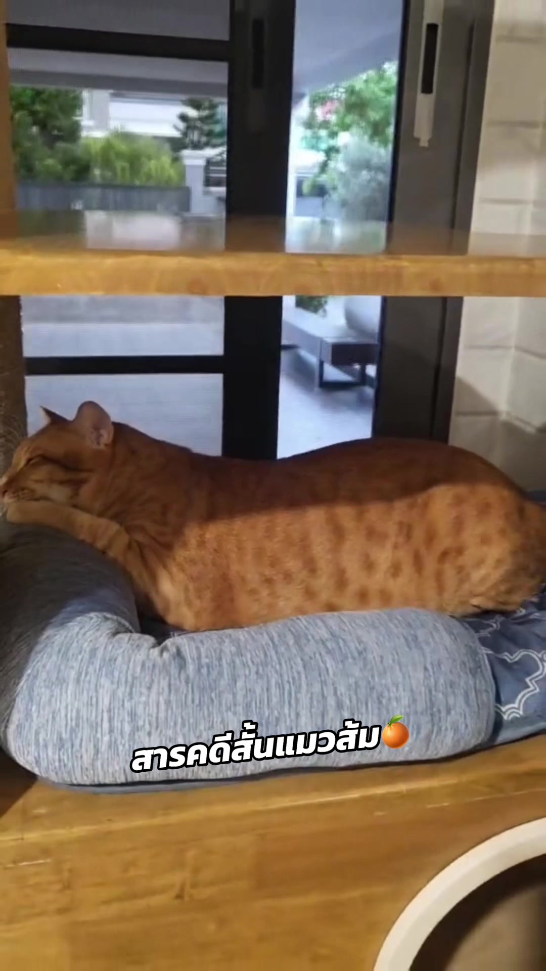 @ᴋᴏᴄʜᴀᴋᴏʀɴ_ꜱᴜᴘᴘᴏʀᴛ