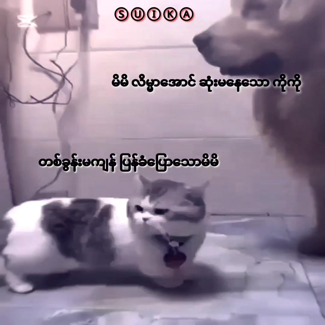 @Ⓢⓤⓘⓚⓐ