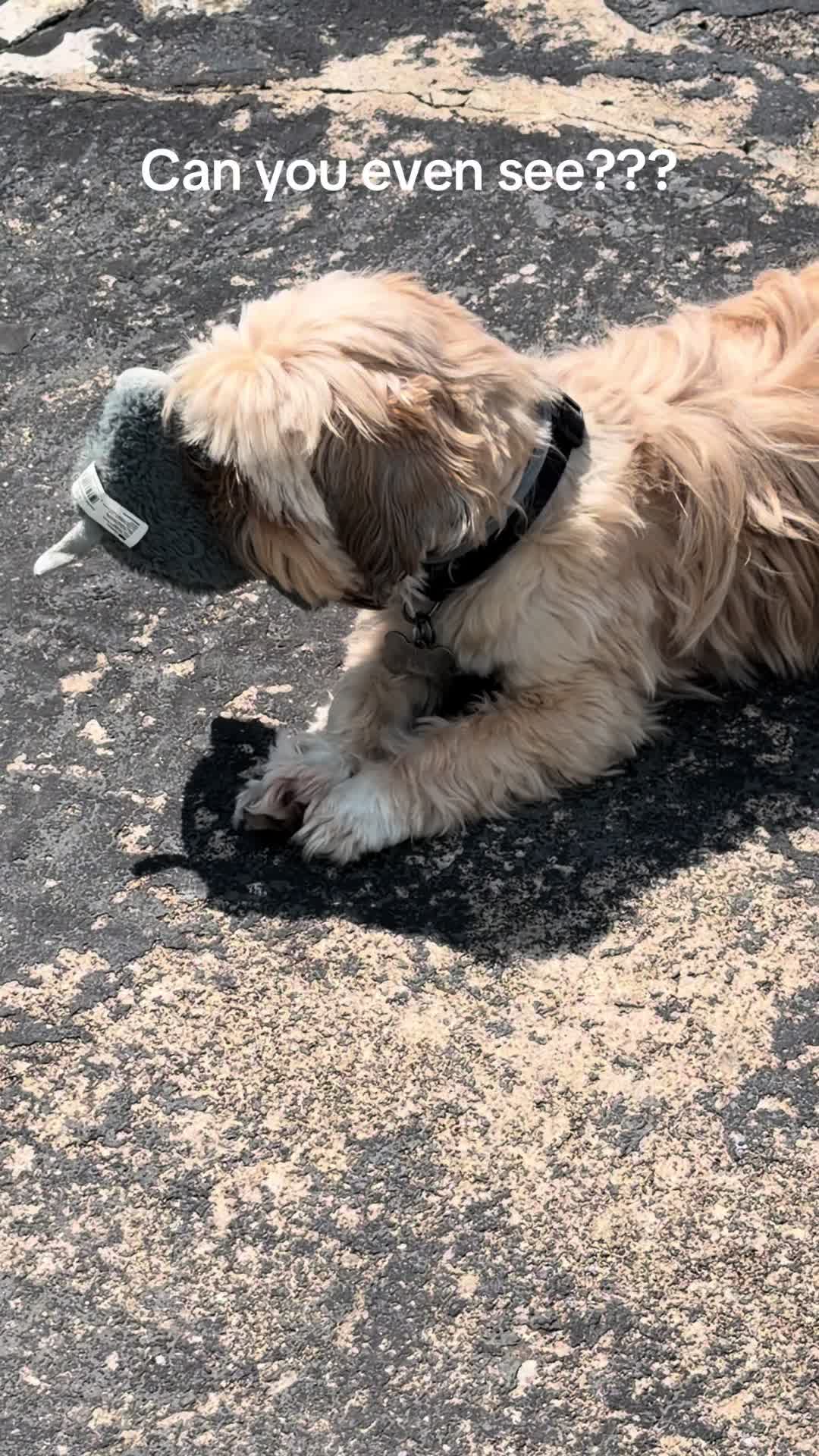 @Duuuviethedog