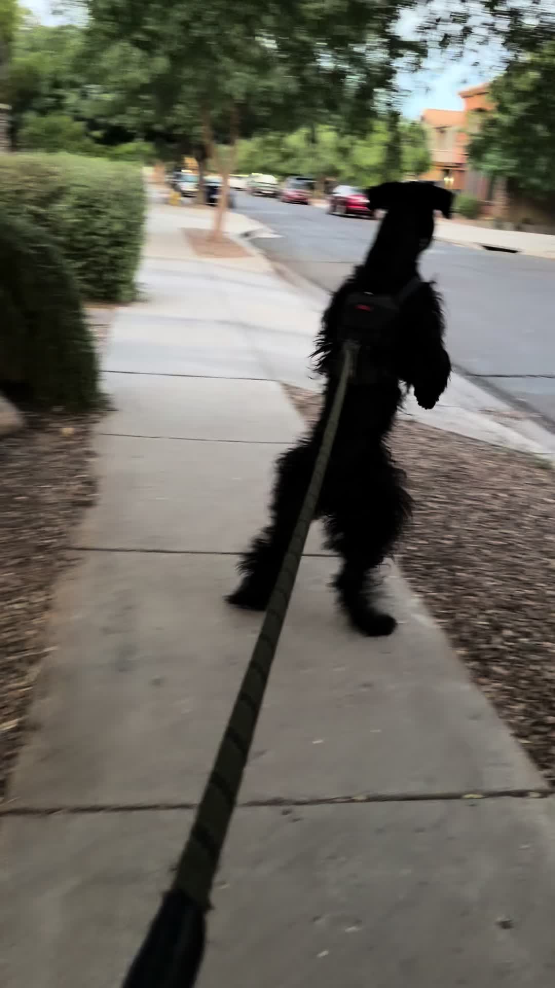 @Fiona Walks