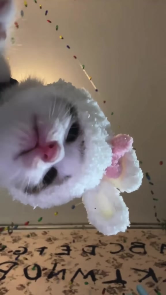 @catbosssss