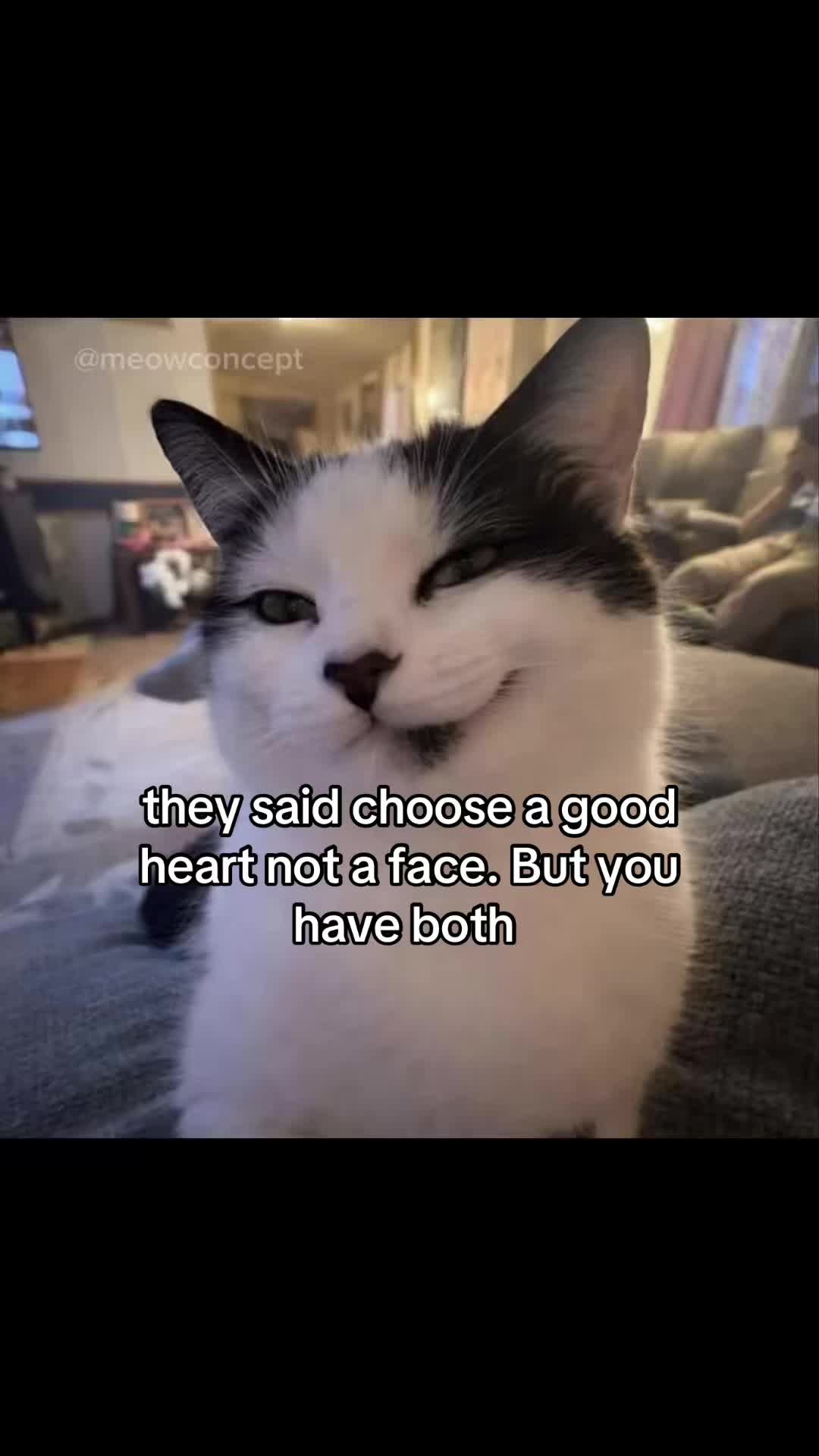 @meowconcept