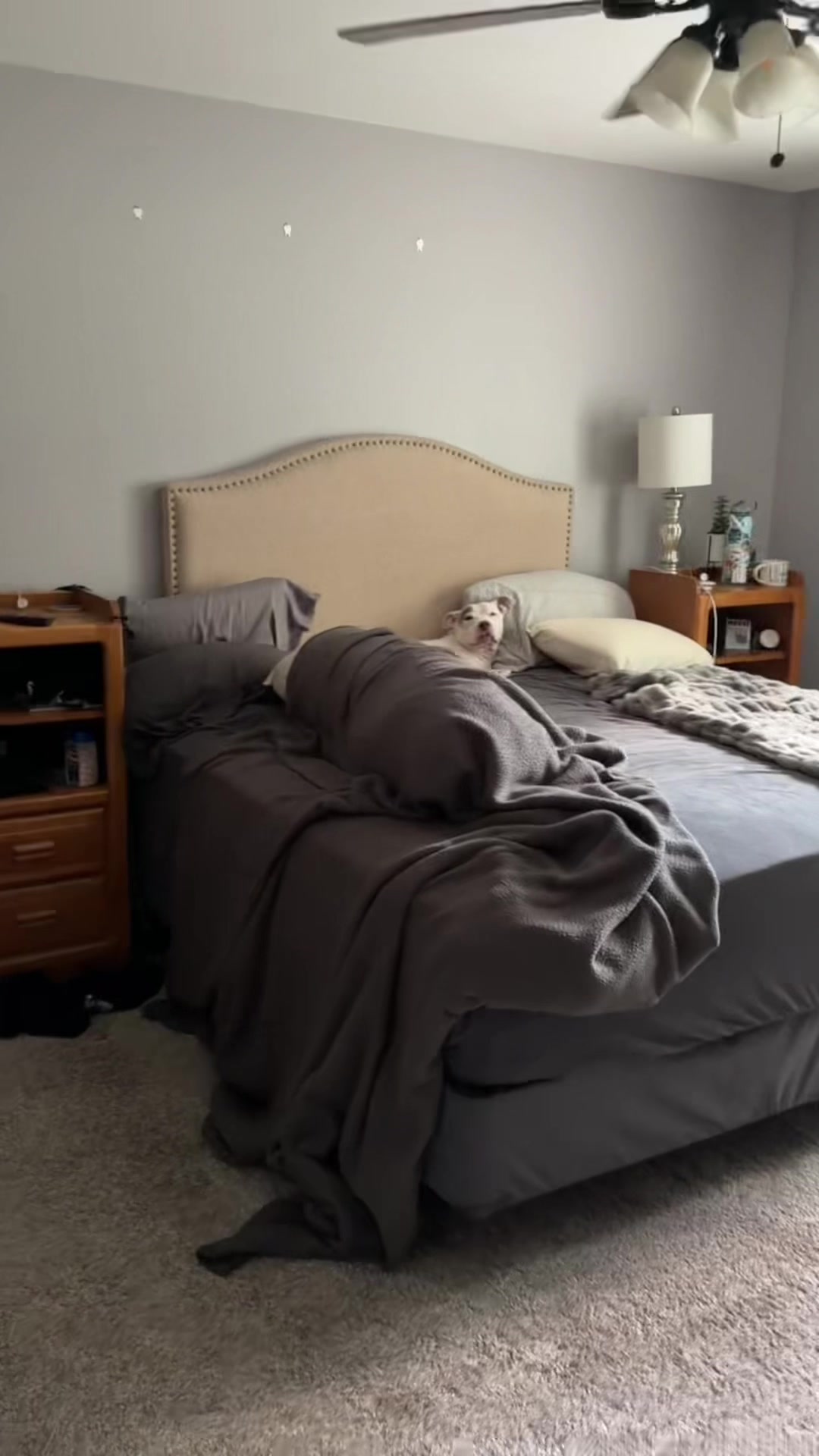 @Chewy The Pitbull