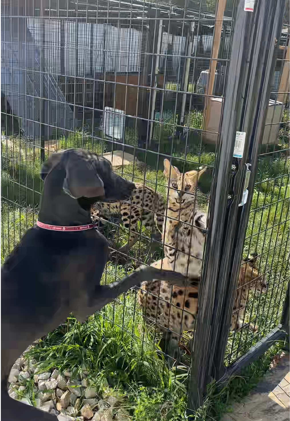 @BAO THE SERVAL