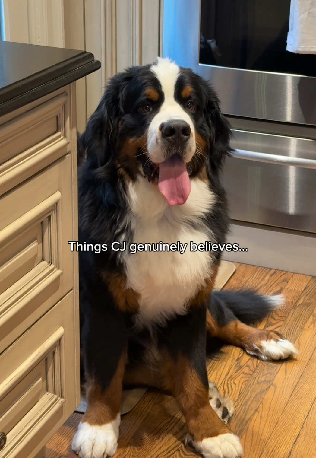 @CJ The Bernese